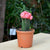 Grafted Pink Moon Cactus