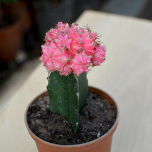 Grafted Pink Moon Cactus
