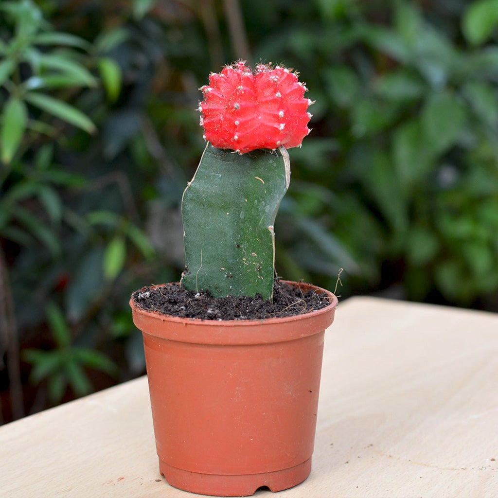 Grafted Red Moon Cactus