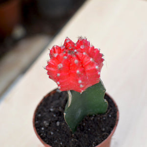 Grafted Red Moon Cactus
