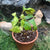 Cissus Rhombifolia - Grape Ivy