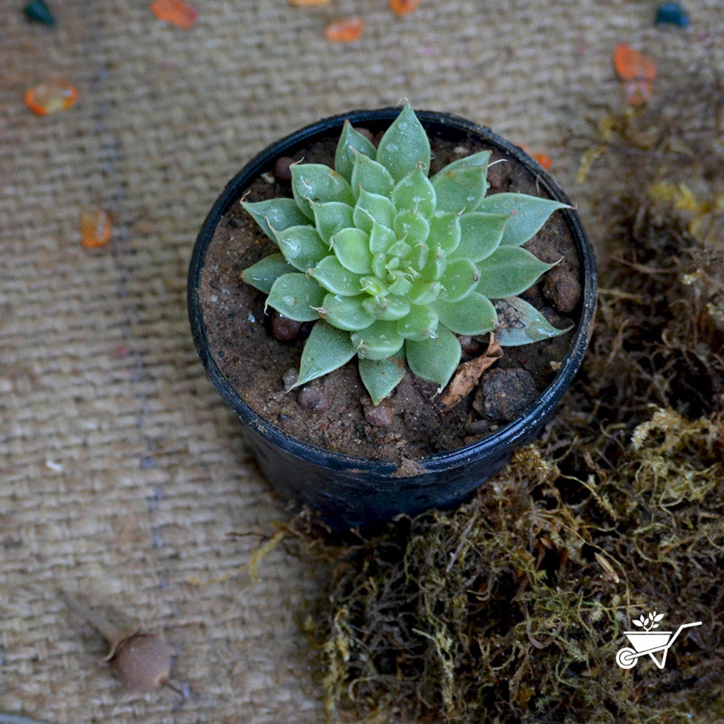 Graptopetalum Filiferum Plants myBageecha - myBageecha