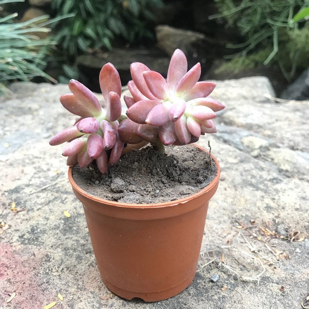 Graptopetalum mendozae 'Mirinae'