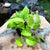 Neon Pothos Plants myBageecha - myBageecha