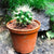 Echinocactus Grusonii Albispina