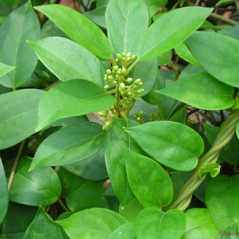 Gymnema sylvestre - Madhunashini