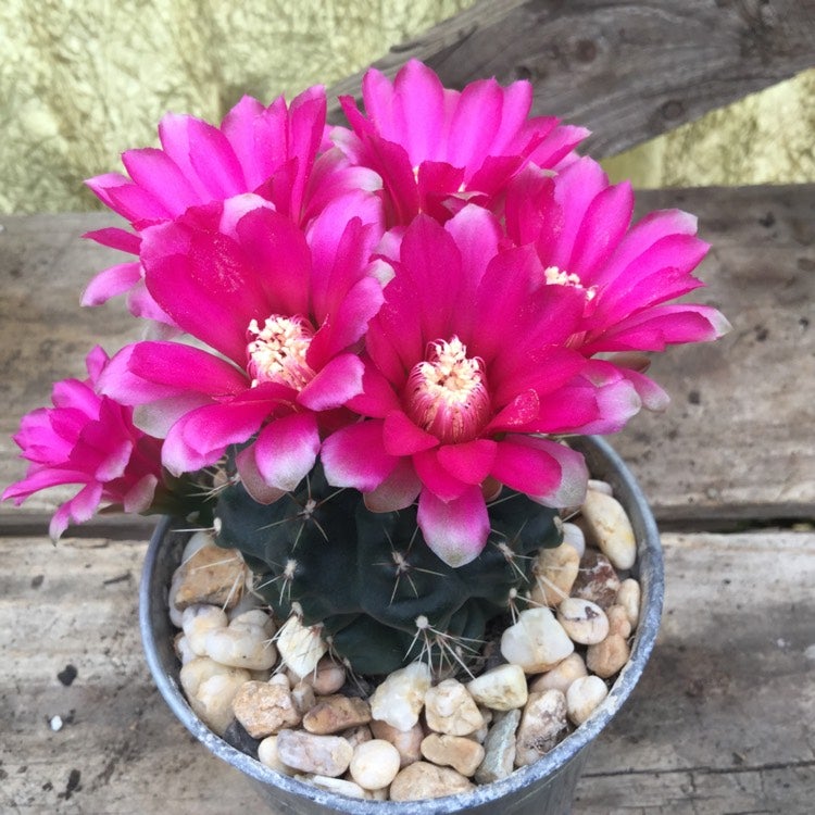 Gymnocalycium baldianum - Gabbar Farms