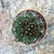 Gymnocalycium Mihanovichii -Red Cap Cactus