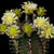Gymnocalycium Mihanovichii -Red Cap Cactus