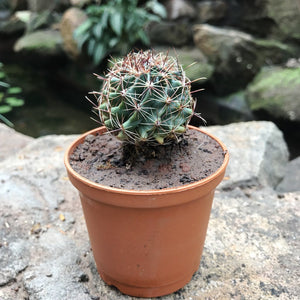Thelocactus Setispinus - Miniature Barrel Cactus