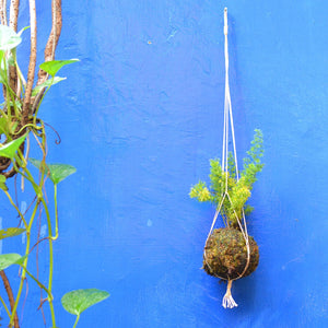 Kokedama Moss Ball - Hanging Foxtail Fern