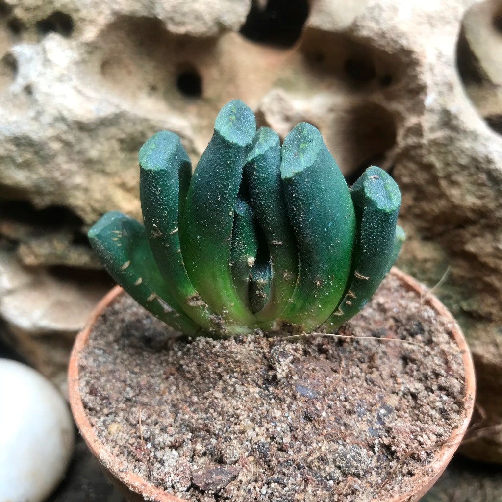 Haworthia Maughanii