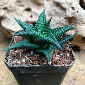 Haworthia 'Nigra'