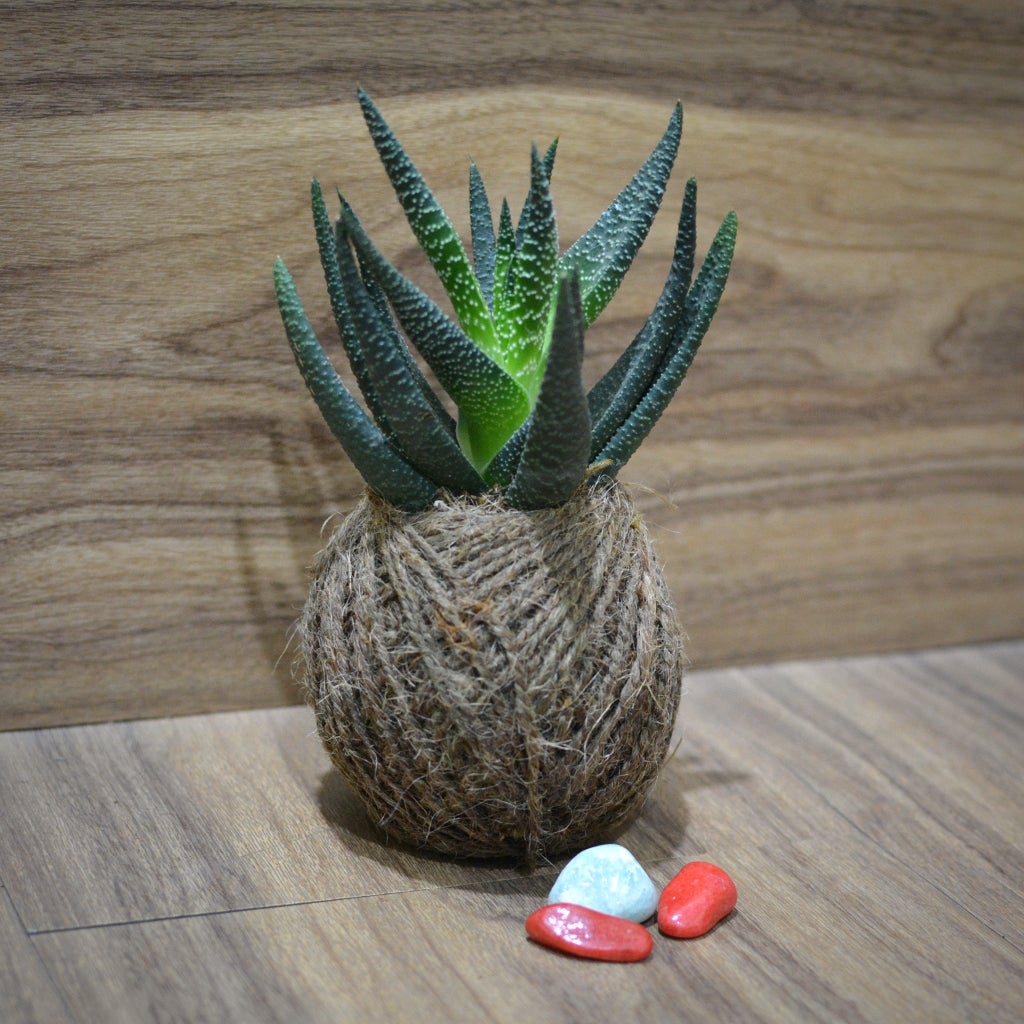 Kokedama Moss Ball - Haworthia Longifolia