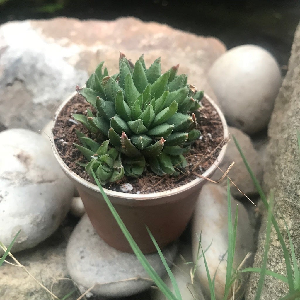 Haworthia Asema