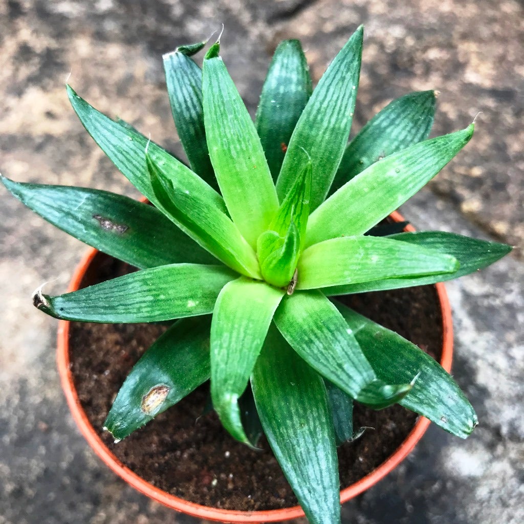 Haworthia Cooperi Baker