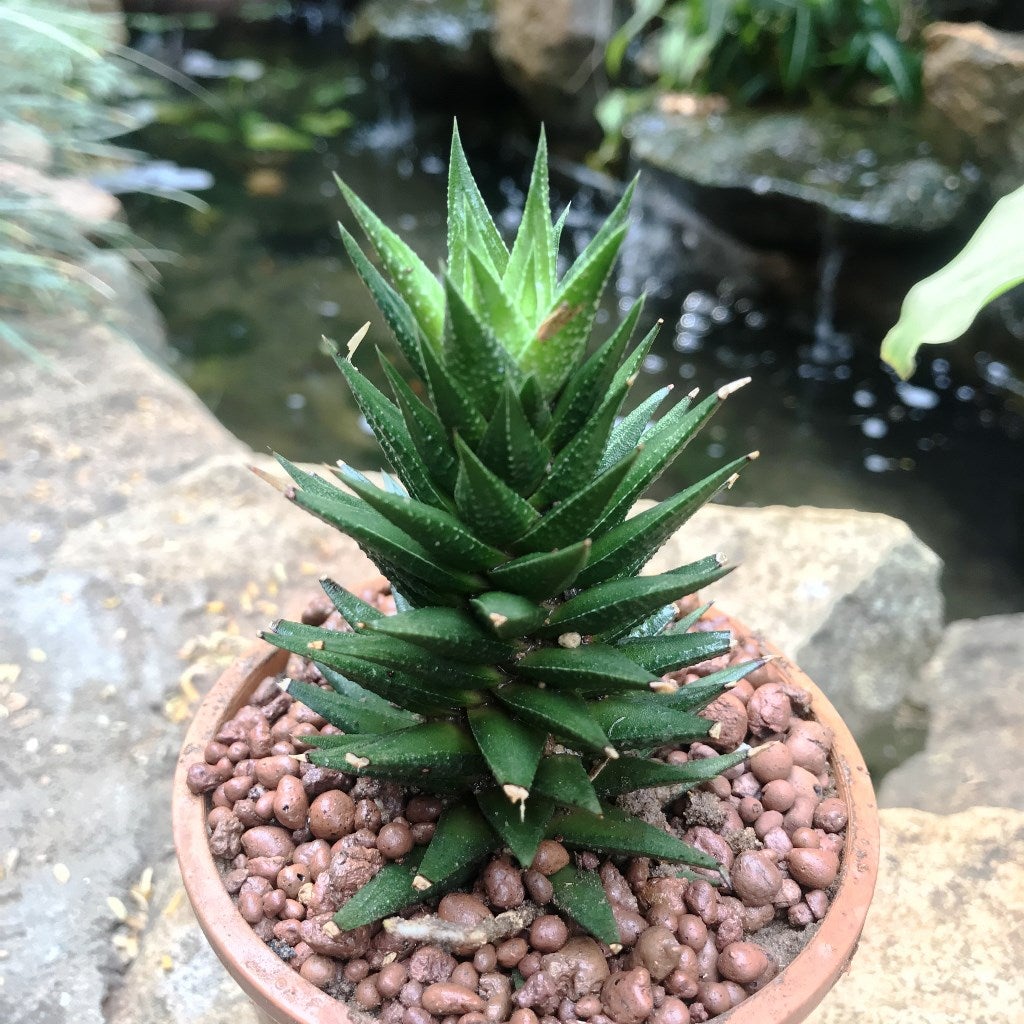 Haworthia Resendeana