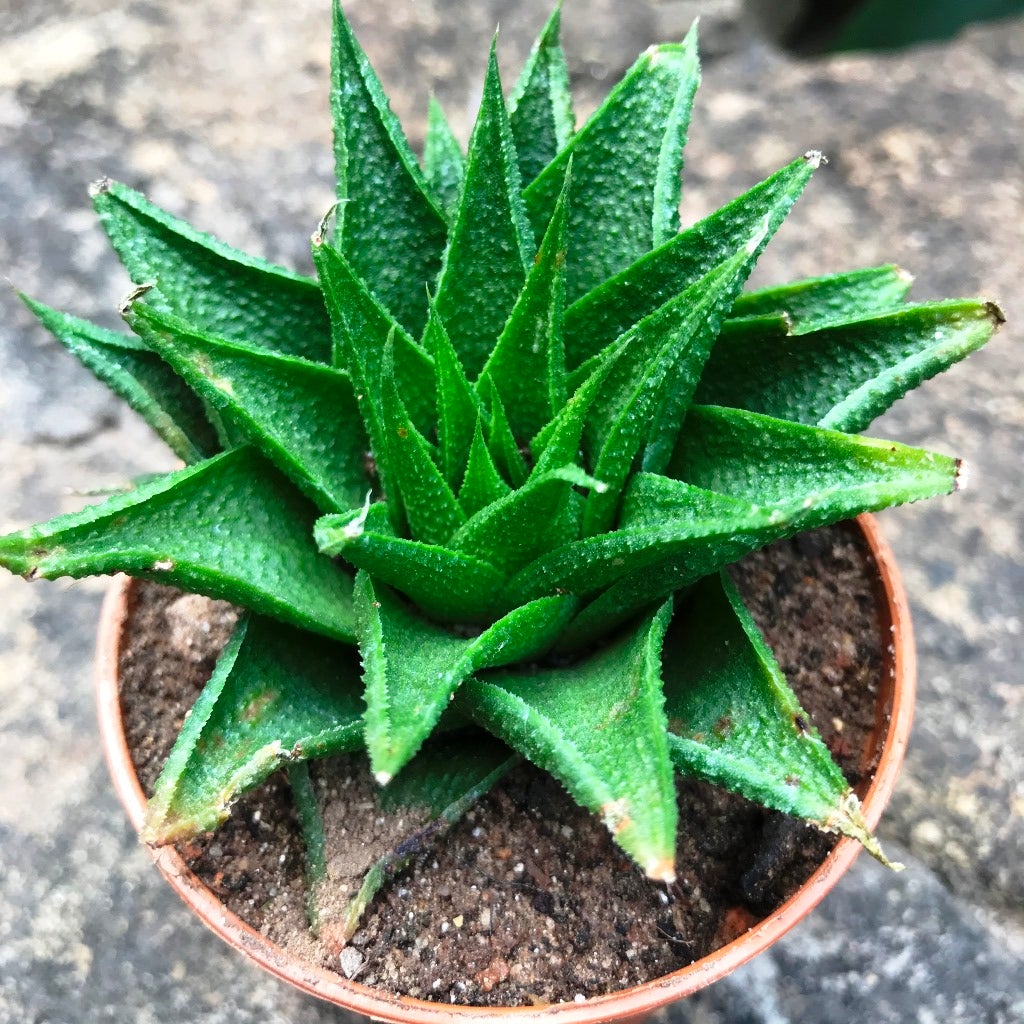 Haworthia Glabrata