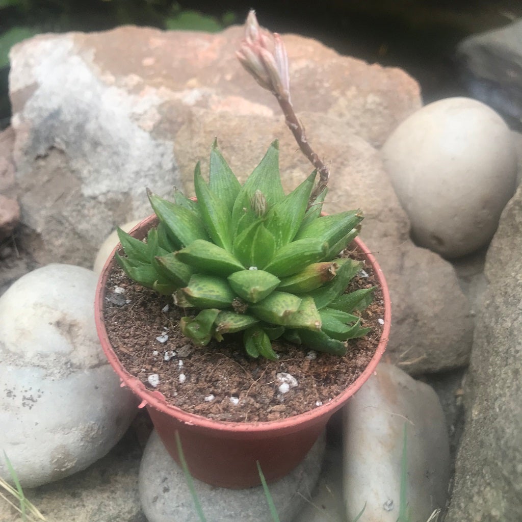 Haworthia Calcarea