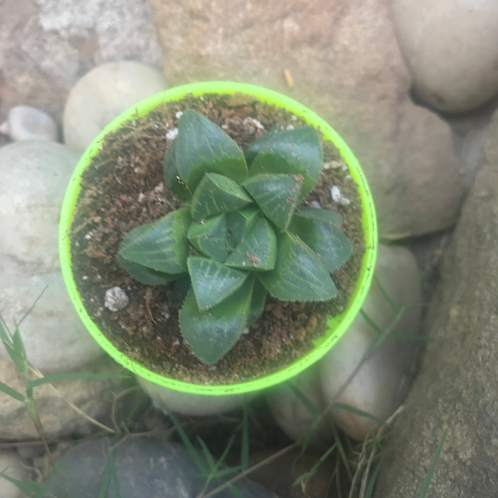 Haworthia Retusa