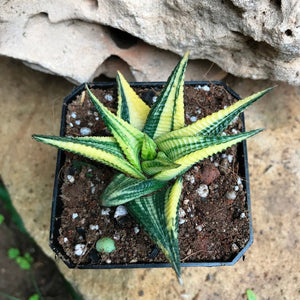 Haworthia limifolia 'Variegata'