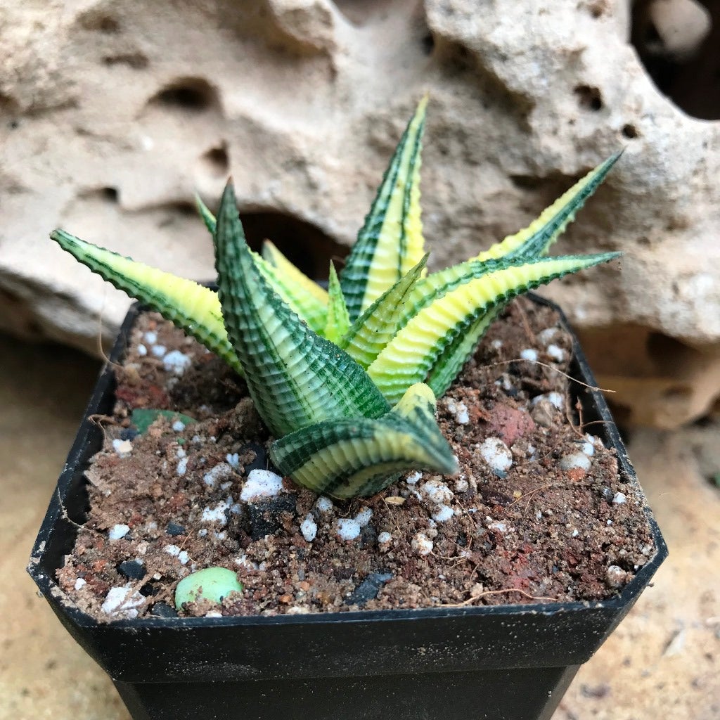 Haworthia buy limifolia variegata