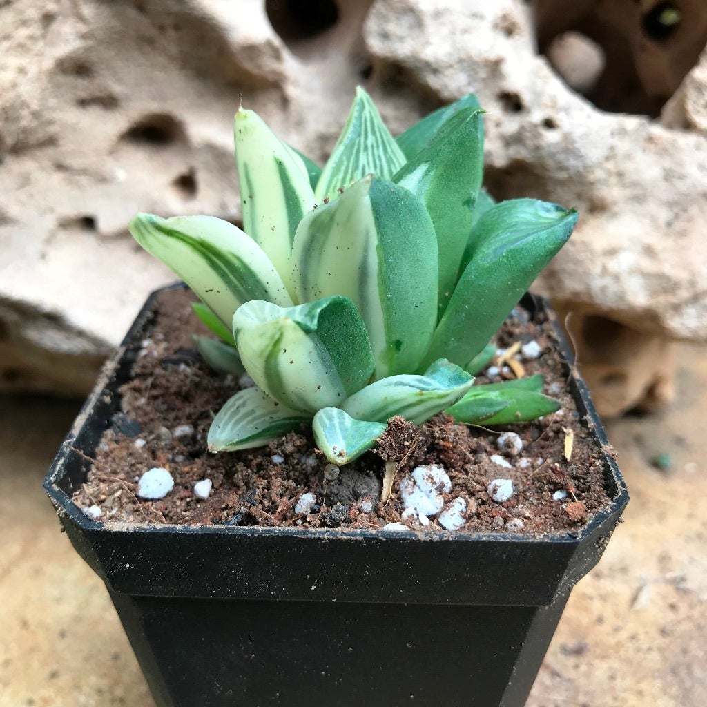 Haworthia retusa 'Variegata'