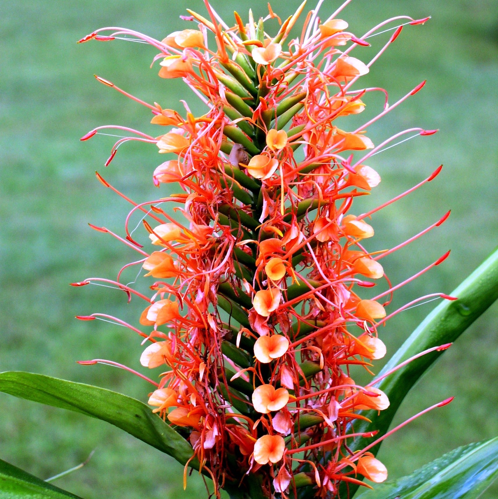 Hedychium 'Coccineum'- Scarlet Ginger (Bulbs)