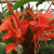 Hedychium Rubrum -'Red Ginger Lily' (Bulbs)