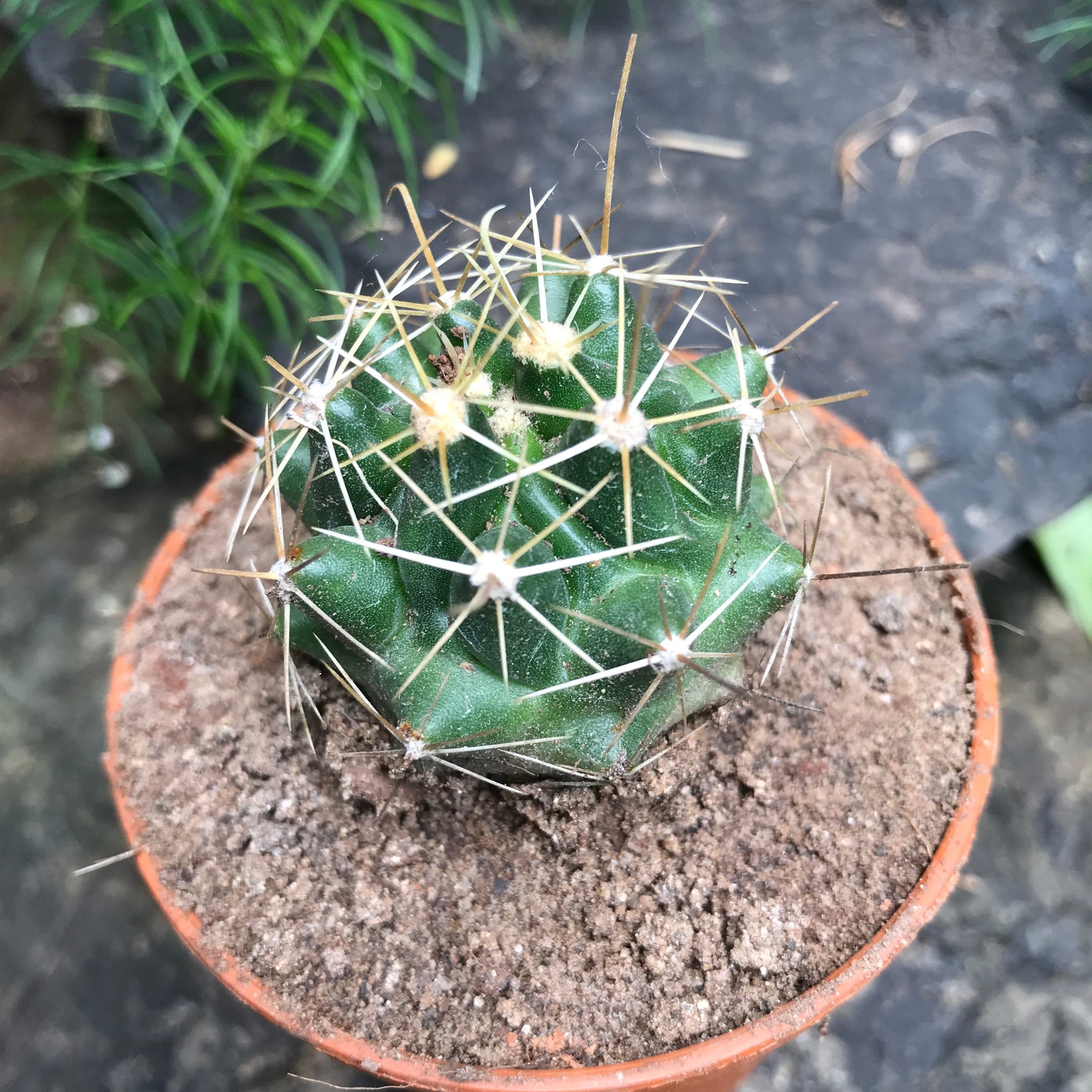 Hamatocactus Hamatocanthus