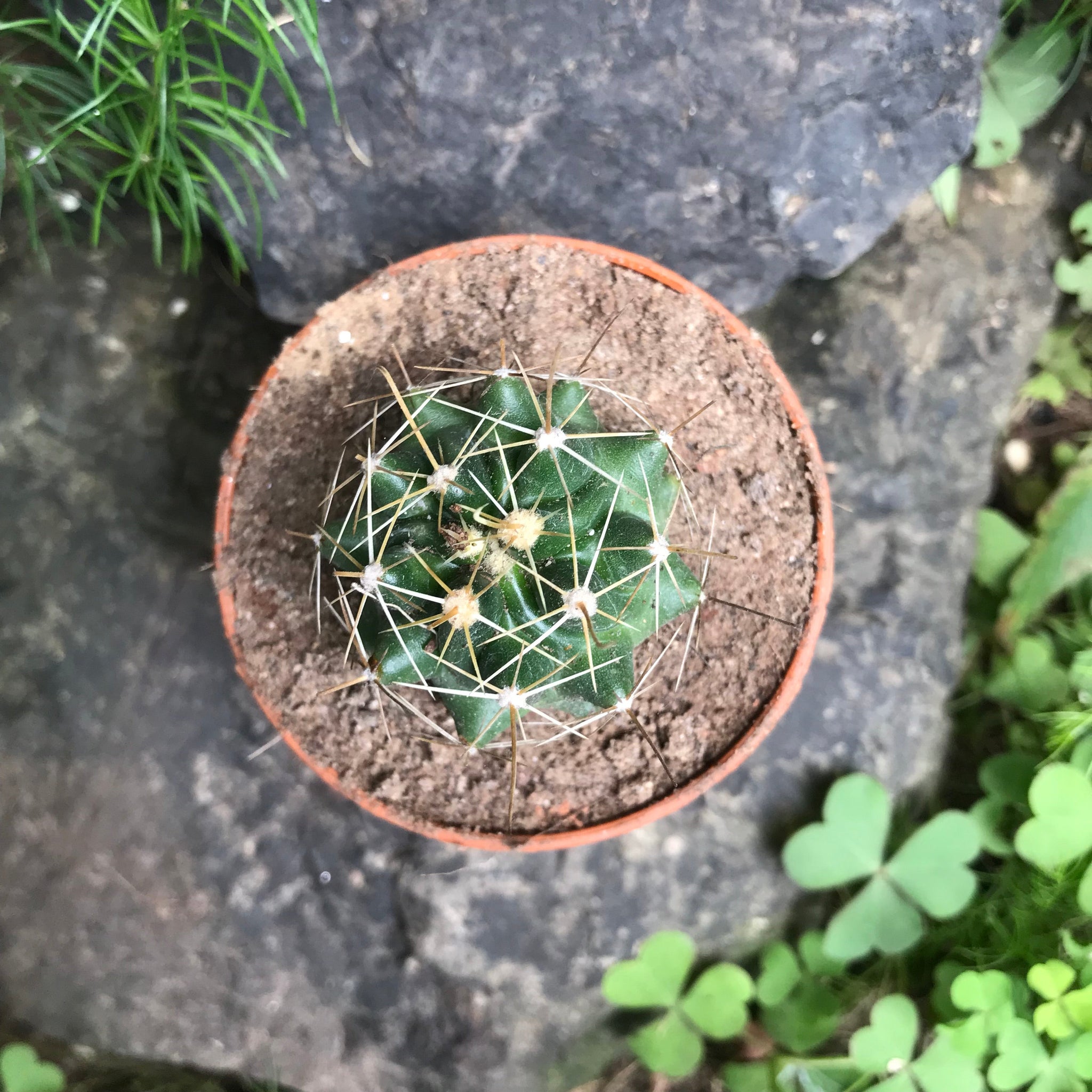 Hamatocactus Hamatocanthus