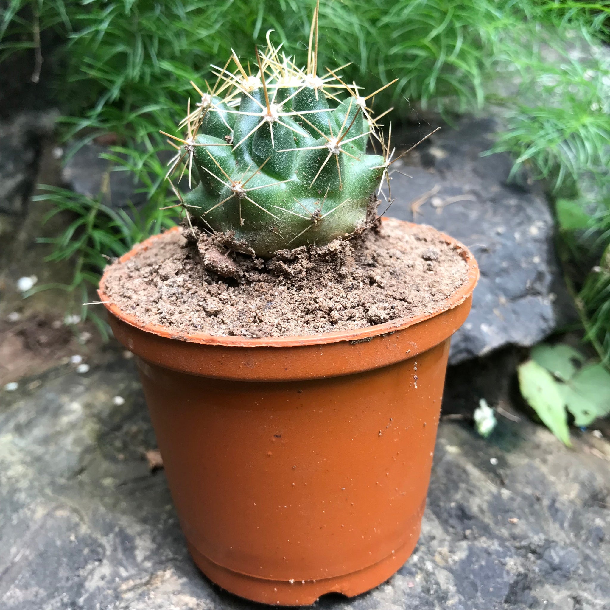 Hamatocactus Hamatocanthus