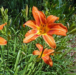 Hemerocallis 'Orange Dream' (Bulbs)