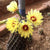 Thelocactus Setispinus - Miniature Barrel Cactus