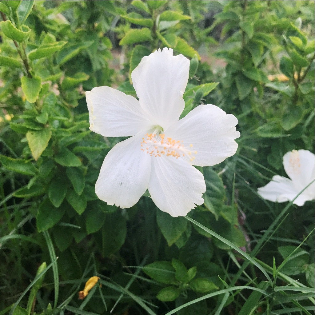 Hibiscus Lafrance-Dainty White Plants myBageecha - myBageecha