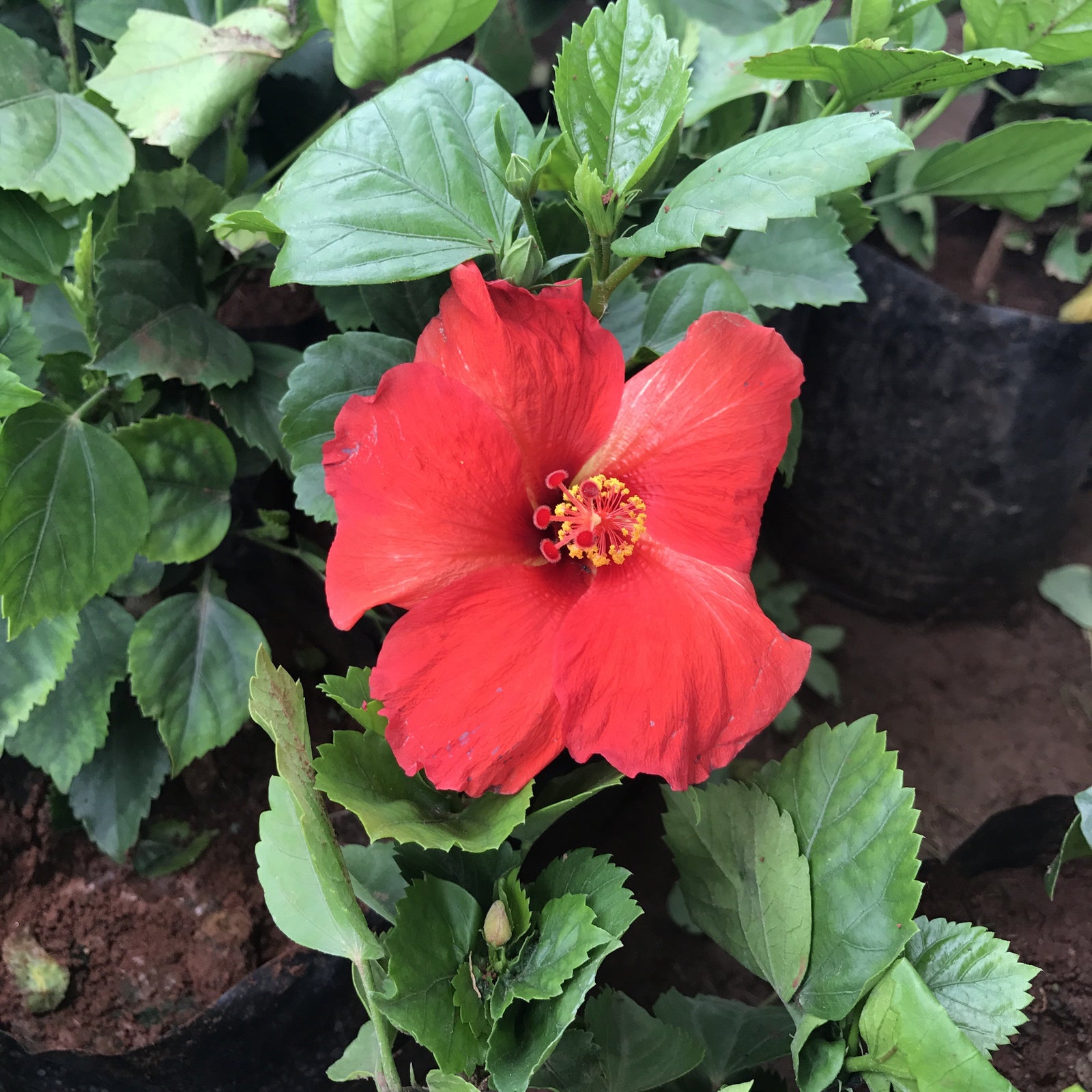 Exotic Red Hibiscus Plants myBageecha - myBageecha