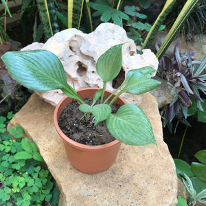 Hosta Funkia White