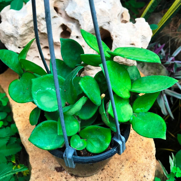 その他観葉植物 Hoya Carnosa 'Amore' HoyaCarnosa_Amore_1_600x.jpg?v