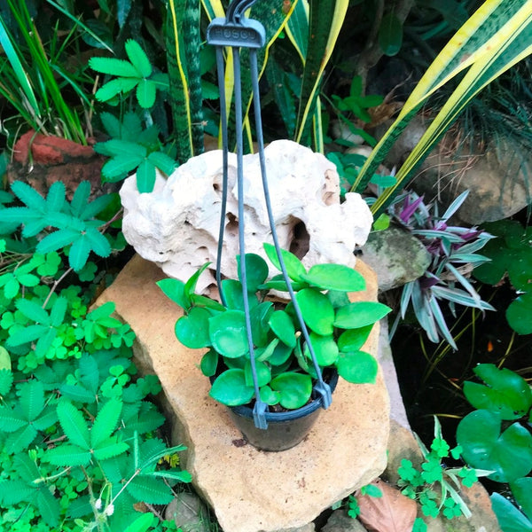 HoyaCarnosa_Amore_2_600x.jpg?v