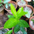 Hoya Densifolia f. dark