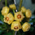 Hoya Heuschkeliana Yellow