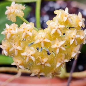 Hoya Mindorensis 'Yellow'