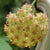 Hoya Mindorensis 'Yellow'