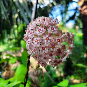 Hoya parasitica “Pink”