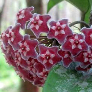 Hoya pubicalyx Splash