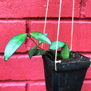 Hoya Rosita