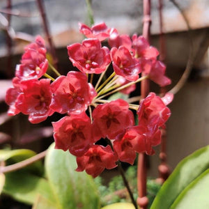 Hoya siariae “Red flowers”