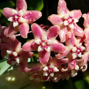 Hoya subcalva