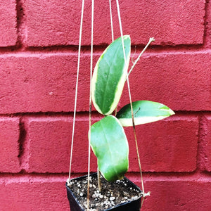 Hoya Verticillata Albomarginata