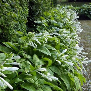 Hosta Funkia White